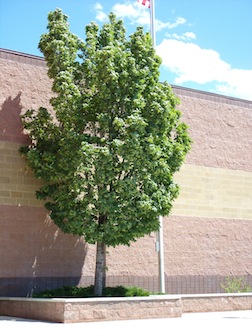Plant Catalog