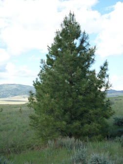 Plant Catalog