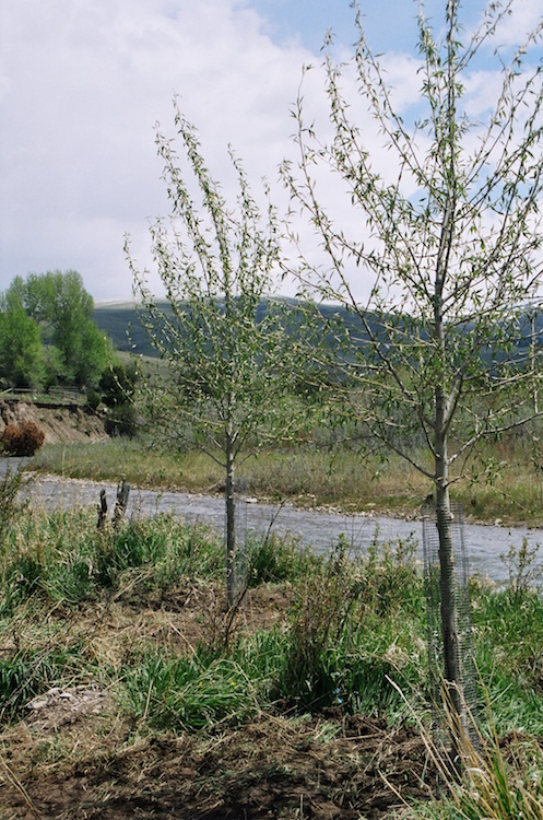 Restoration Examples
