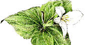 Montana Native Plant Society